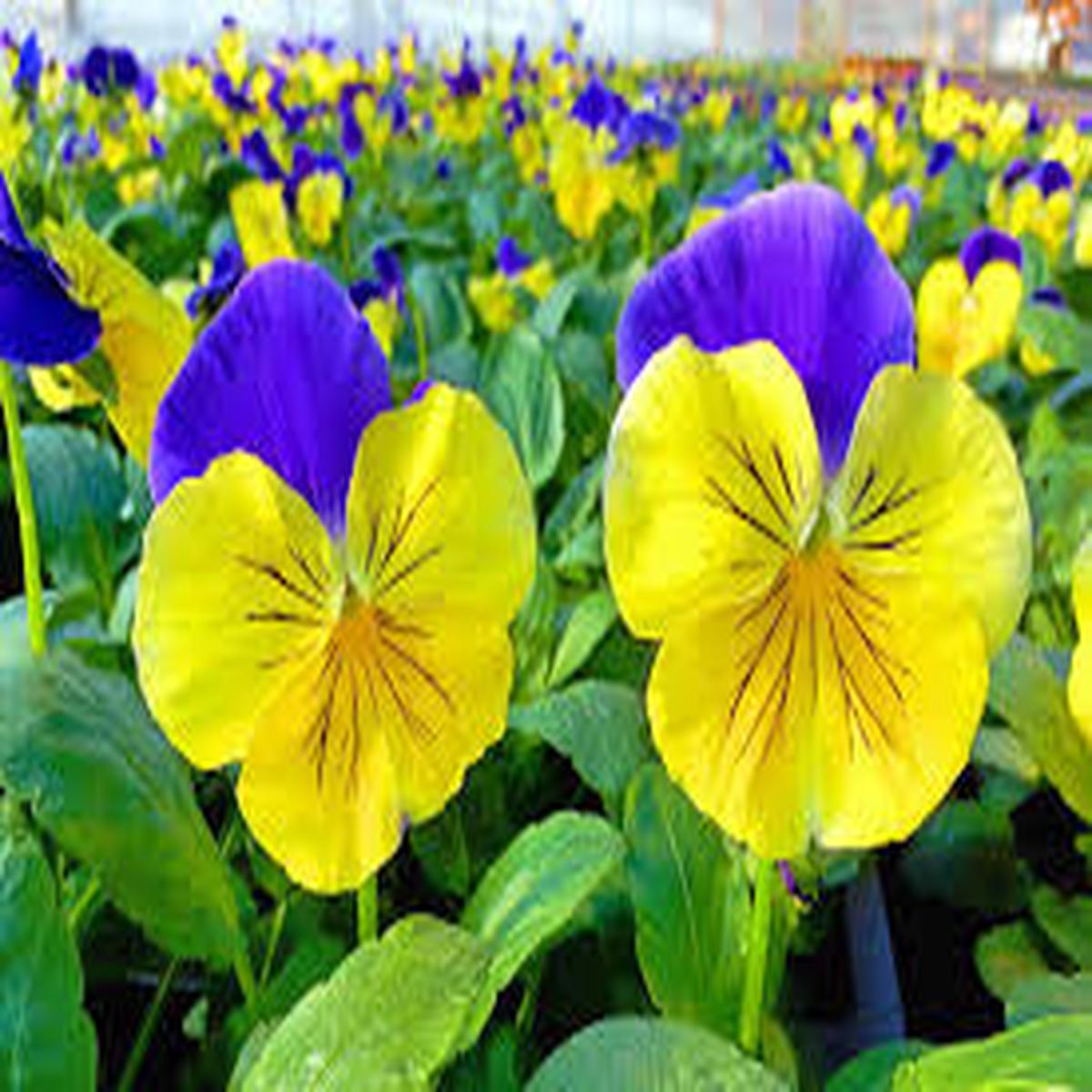 Mixed Pansy Perennial Flower Seeds for Planting  Wildflower Mix, Heirloom & Non-GMO,