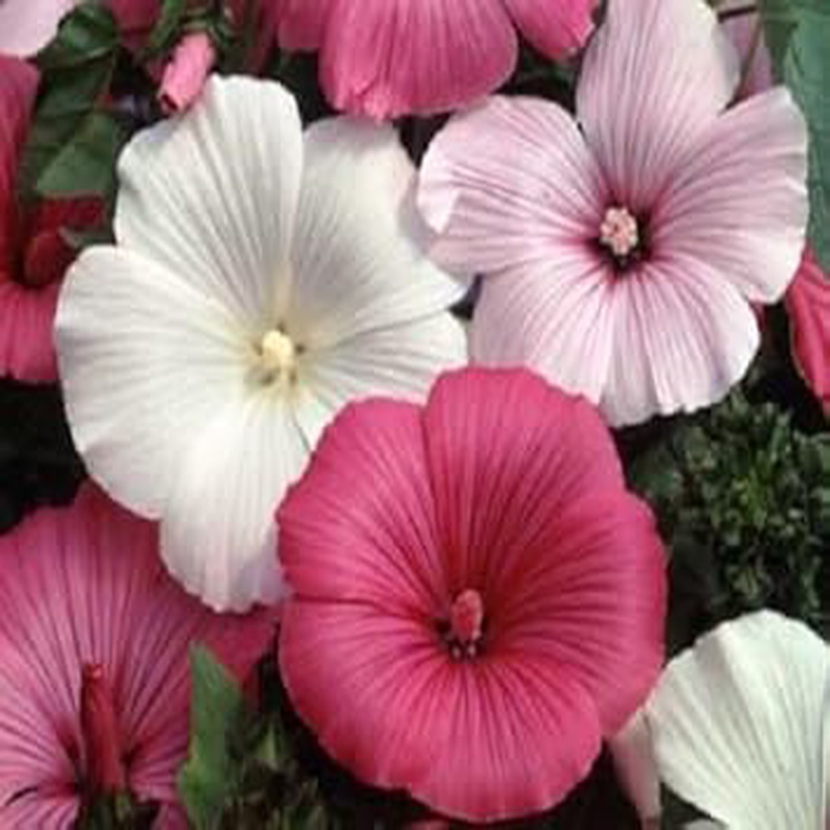 Mixed Rose Mallow Flower Seeds for Planting Heirloom, Non-GMO, High Germination Organic Garden Seeds for Vibrant Blooms
