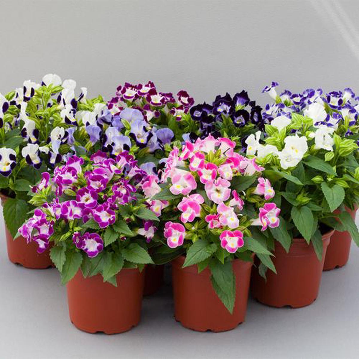 Mixed Torenia Flower seeds for Planting - Fragrant Blossoms, Heirloom & GMO Free Seeds for Home Garden
