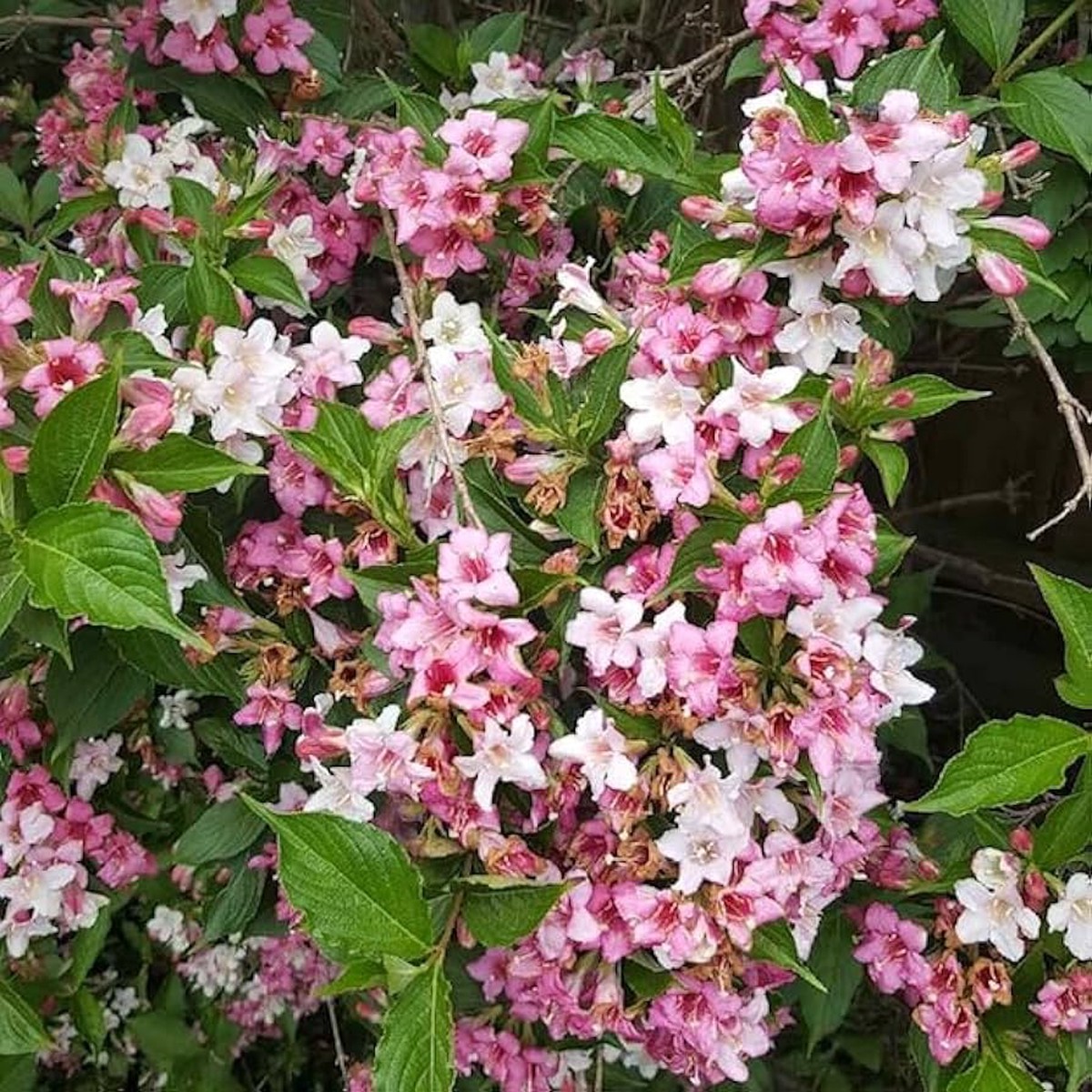 Mixed Weigela Flower Seeds Heirloom, Non-GMO, High Germination Organic Garden Seeds for Planting Colorful Perennial Blooms