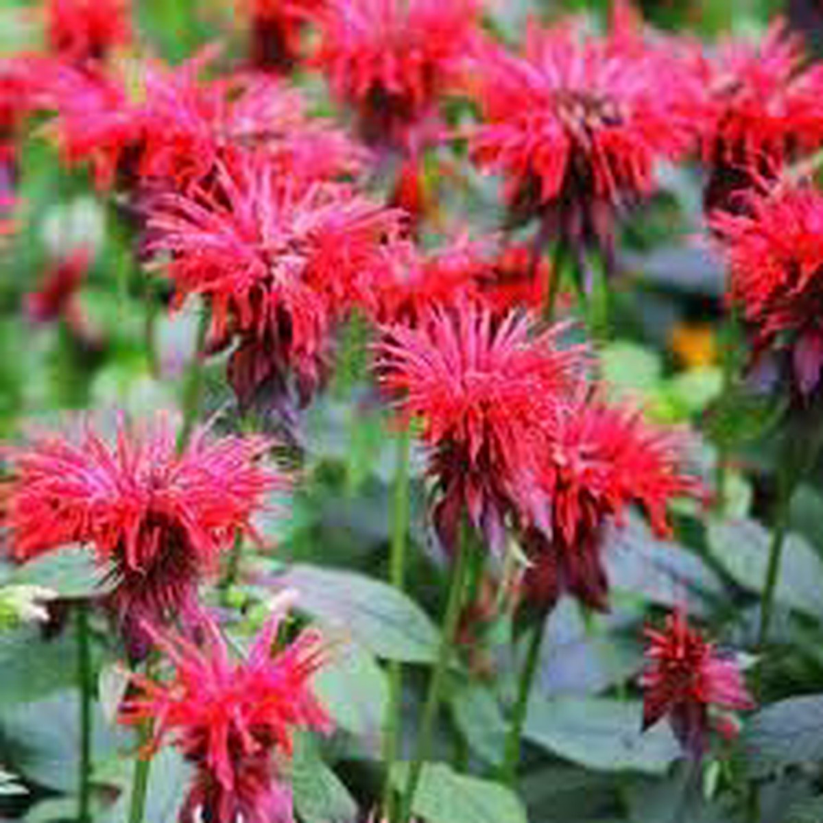 Mondarda Didyma Flower seeds for Planting Garden Favorite Heirloom & GMO Free Seeds for Home Garden