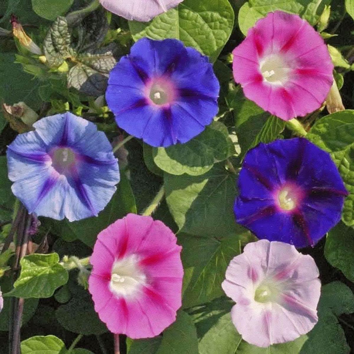 Morning Glory Ipomoea Purpurea Flower For Vertical Garden Flower Seeds for Home Garden Planting,