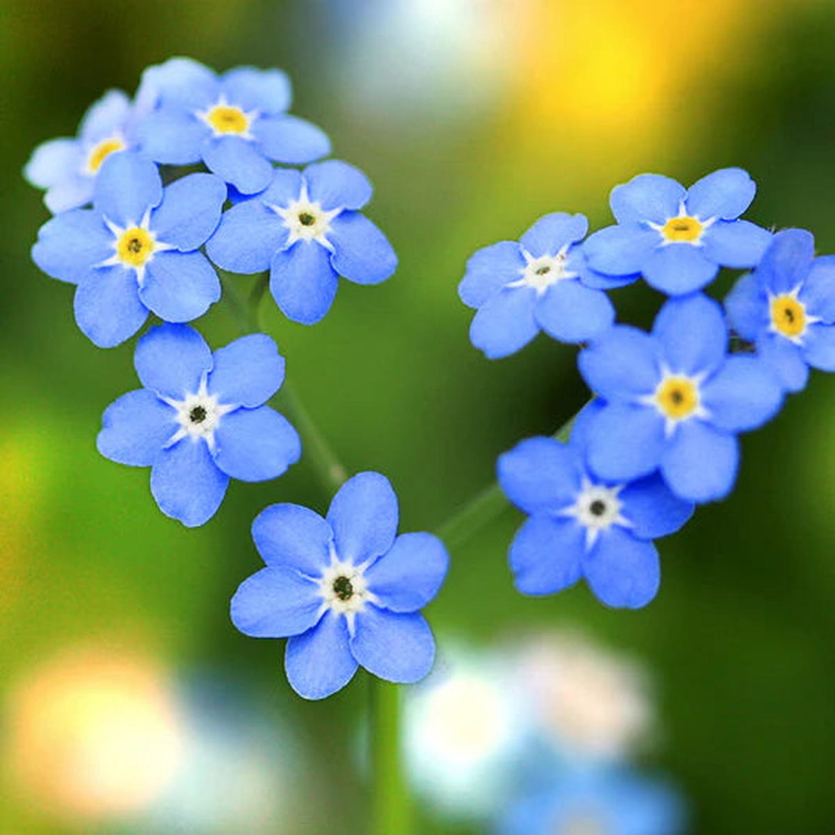 Myosotis Sylvatica Flower seeds for Planting Cottage Garden Essential Heirloom & GMO Free Seeds for Home Garden
