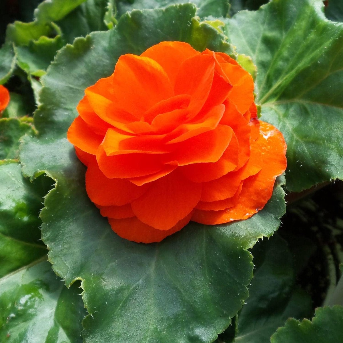 Orange Begonia Flower Seeds for Planting - Heirloom Non-GMO High Germination Organic Garden Seeds