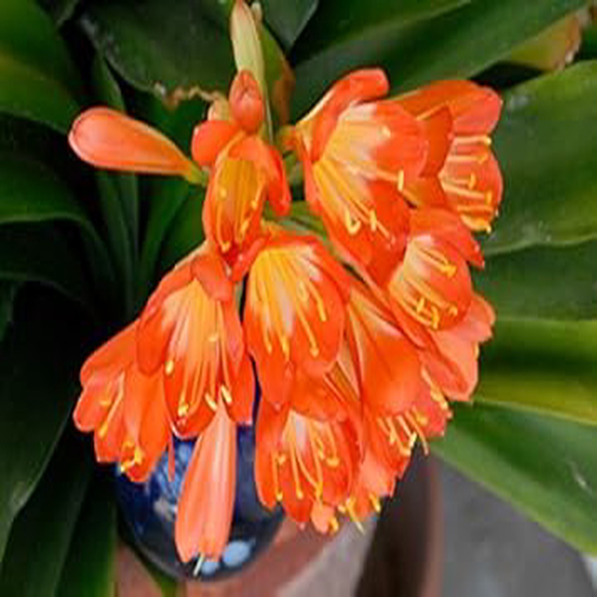 Orange Miniata Flower seeds for Planting - Bright Blooms, Heirloom & GMO Free Seeds for Home Garden