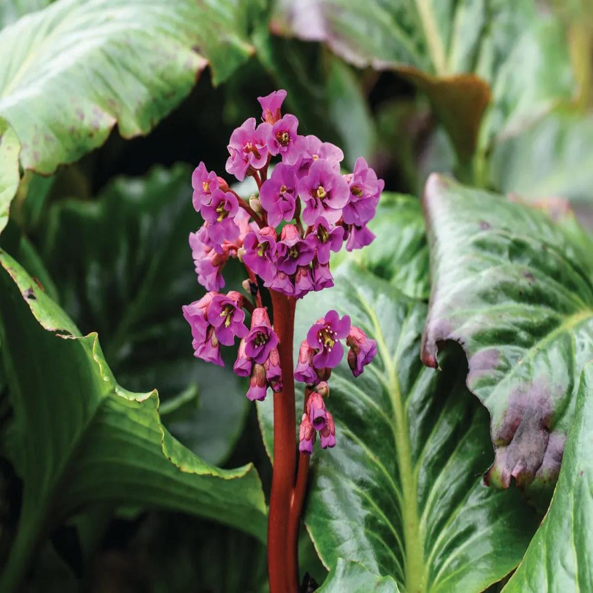 Organic Pink Bergenia Cordifolia Flower Seeds for Planting  Heirloom, Non-GMO