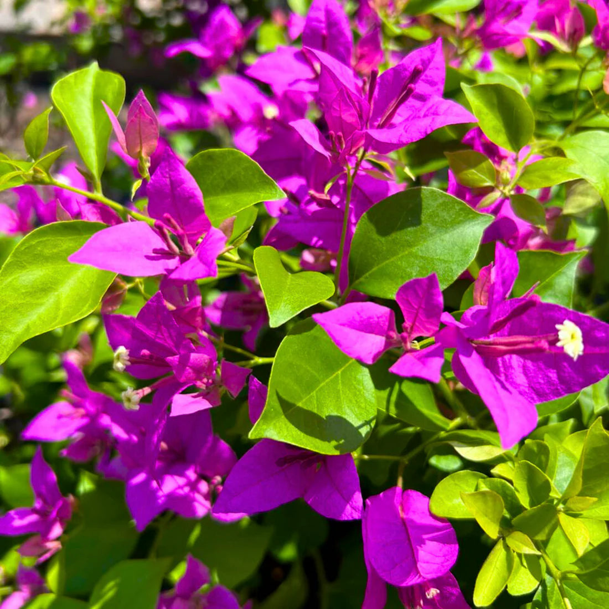 Organic Purple Bougainvillea Flower Seeds for Planting Heirloom & Non-GMO Garden Seeds