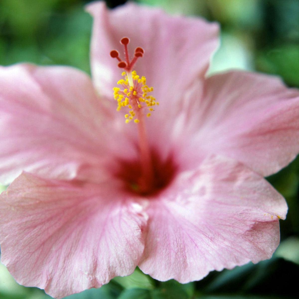 Pale Pink Hibiscus Flower seeds for Planting Pollinator Friendly Heirloom & GMO Free Seeds for Home Garden Sale