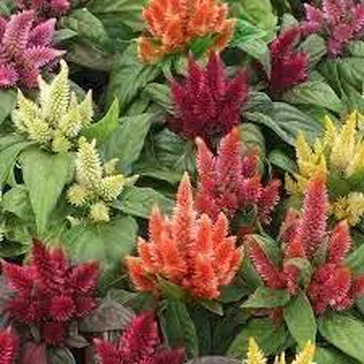 Pampas Flower For Planting Non Gmo Flower Seeds for Home Garden Planting, Ornamental Organic