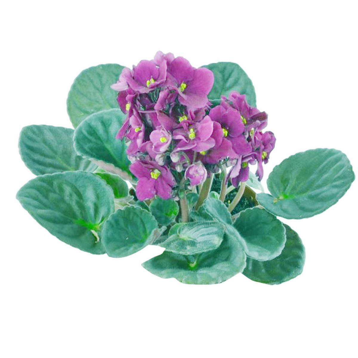 Pcs Bonsai Violet Seeds, African Violet Flower Seeds DIY for Home Garden