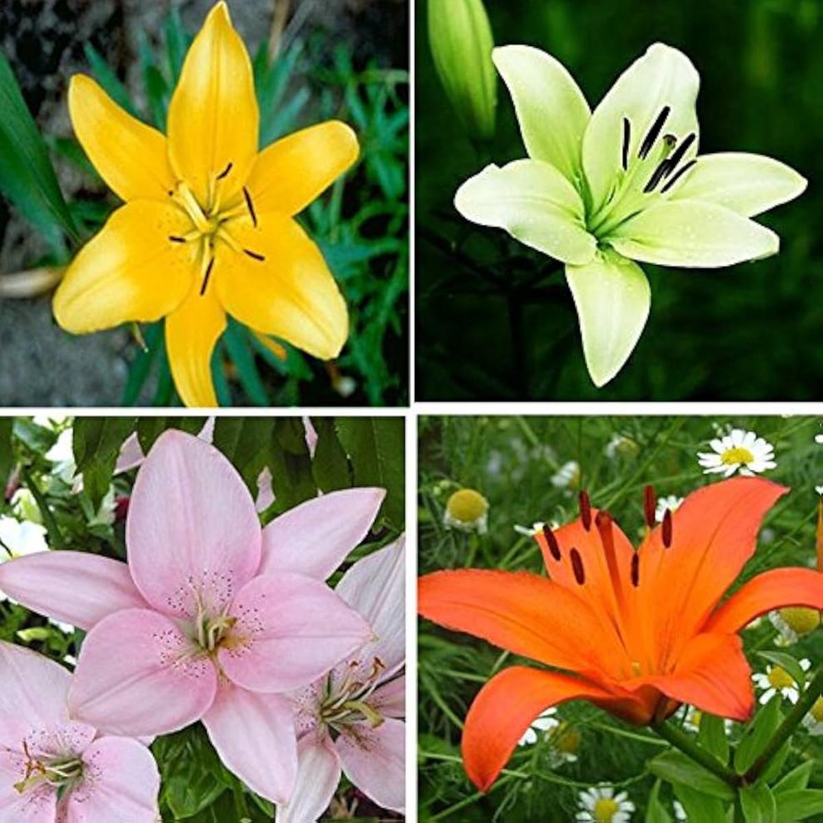 Perfume Lily Mix Of Varieties Bonsai And Home Garden Flower Seeds Home Garden Planting,