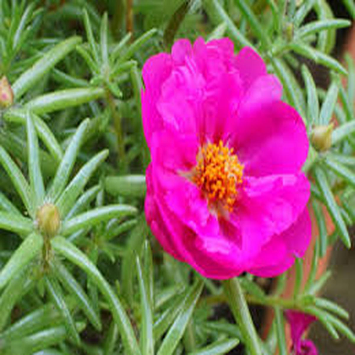 Pink Moss Rose Flower Seeds for Planting  Colorful Display, Heirloom & Non-GMO