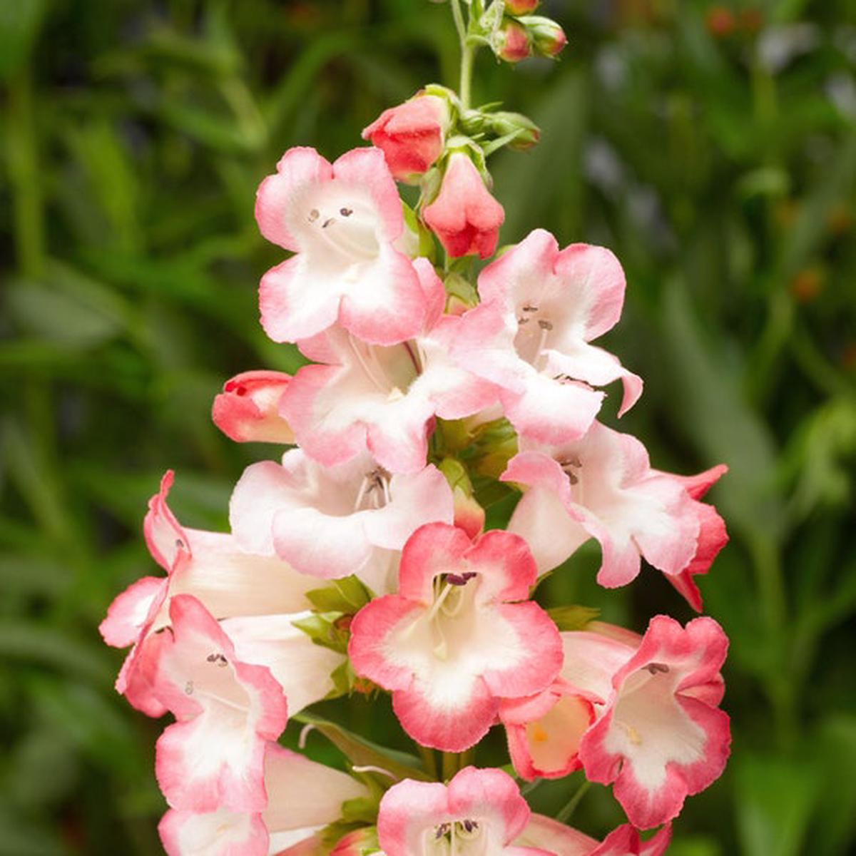 Pink Penstemon Flower Seeds for Planting Beautiful Perennial Blooms for Garden Landscaping