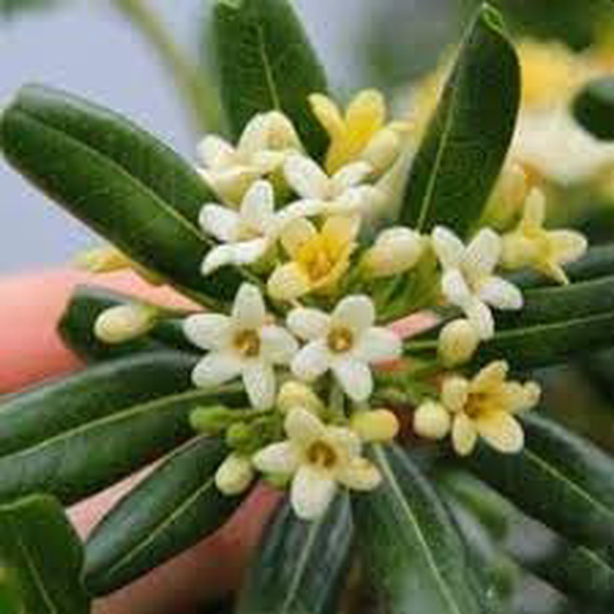 Pittosporum Tobira Flower Seeds for Planting Fresh, Organic, Heirloom, Non-GMO Shrub Seeds
