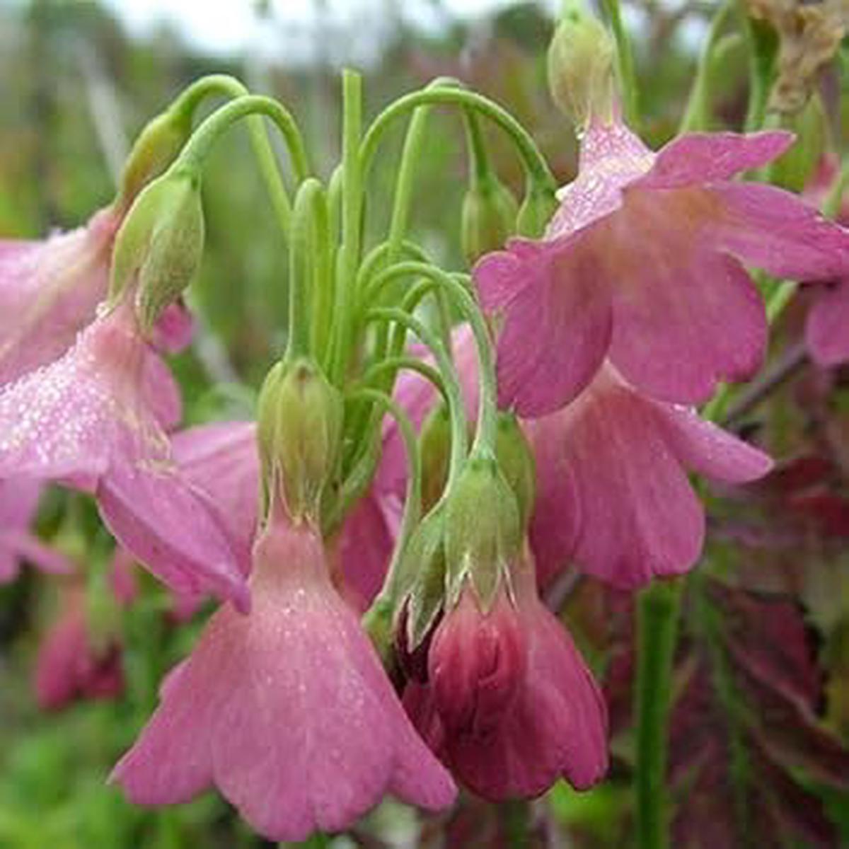 Primula Waltonii Seeds for Planting Organic, Heirloom, Non-GMO Flower Seeds