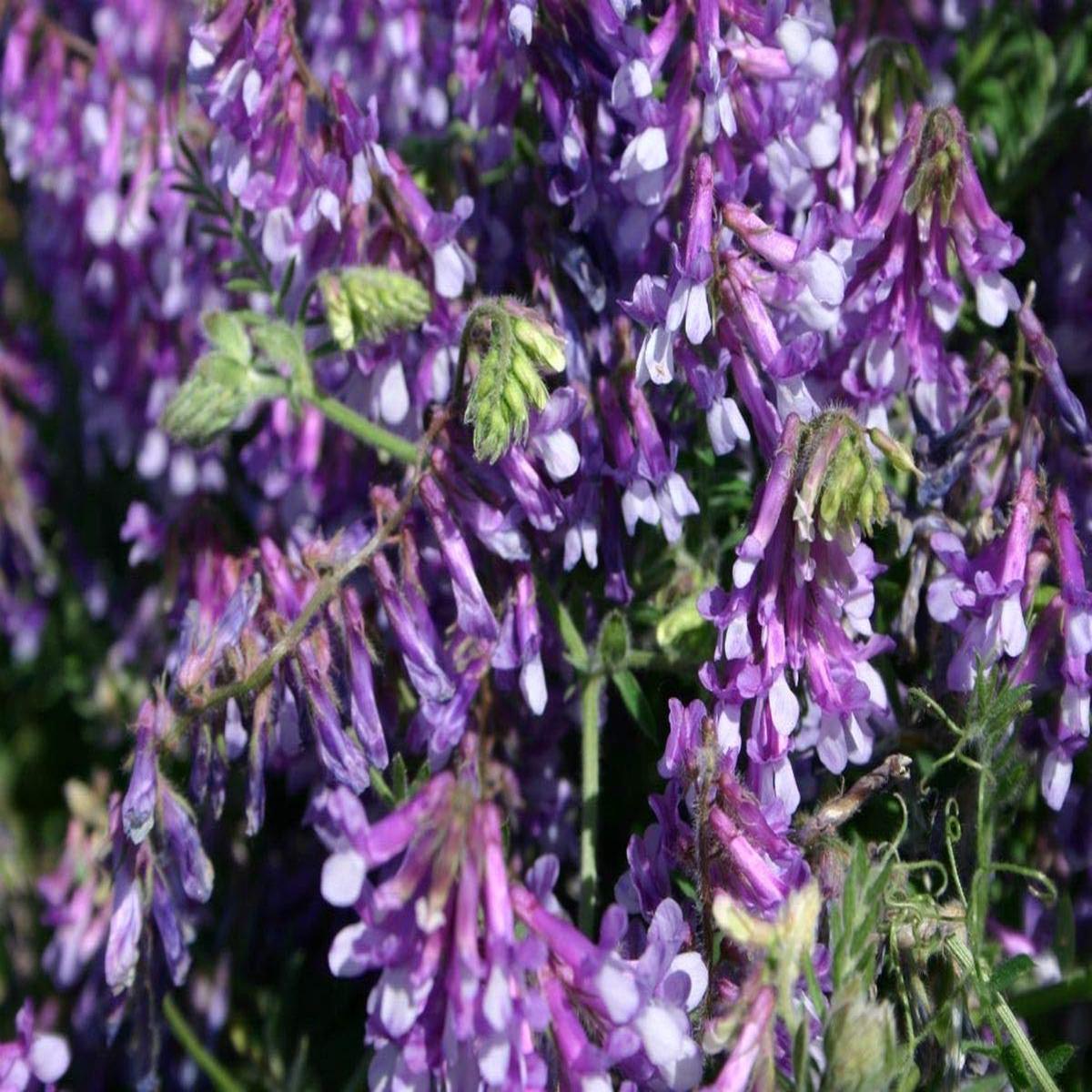 Purple Hairy Vetch Flower seeds for Planting - Garden Favorite, Heirloom & GMO Free Seeds for Home Garden