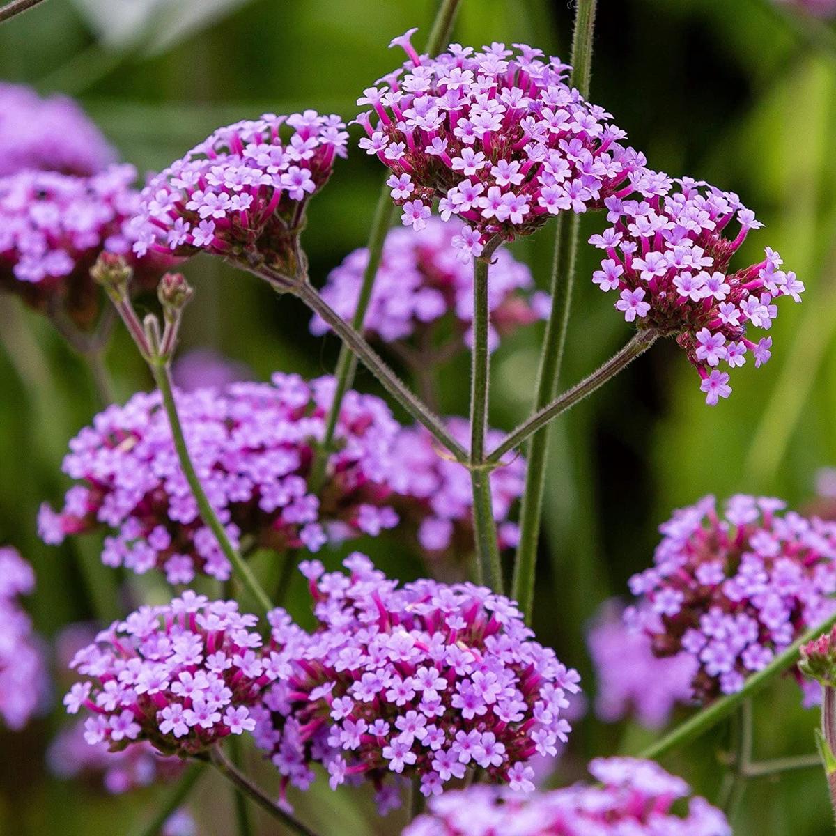 Purple Vervain Flower Seeds for Planting  Heirloom, Non-GMO, Garden Favorite Organic Garden Seeds