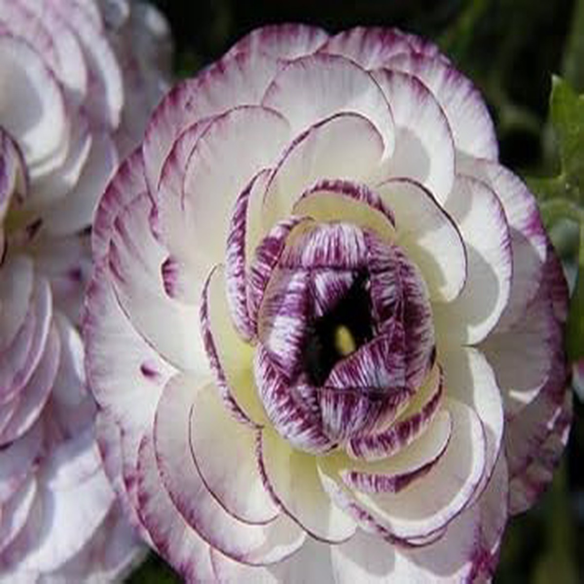 Purple White Ranunculus Flower seeds for Planting - Hardy Variety, Heirloom & GMO Free Seeds for Home Garden