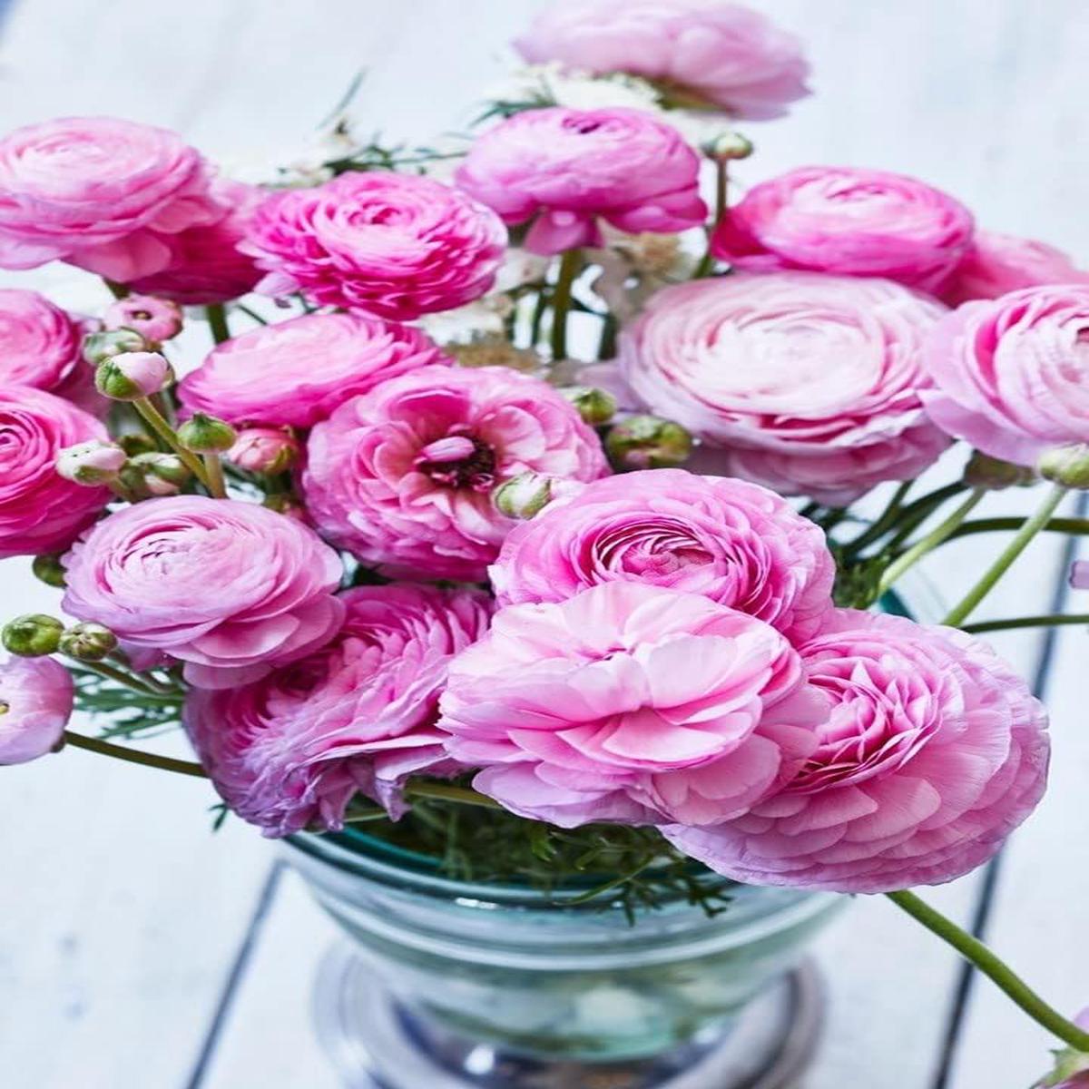Ranunculus Baby Pink Flower Seeds Heirloom Non-GMO Seeds for Garden Planting