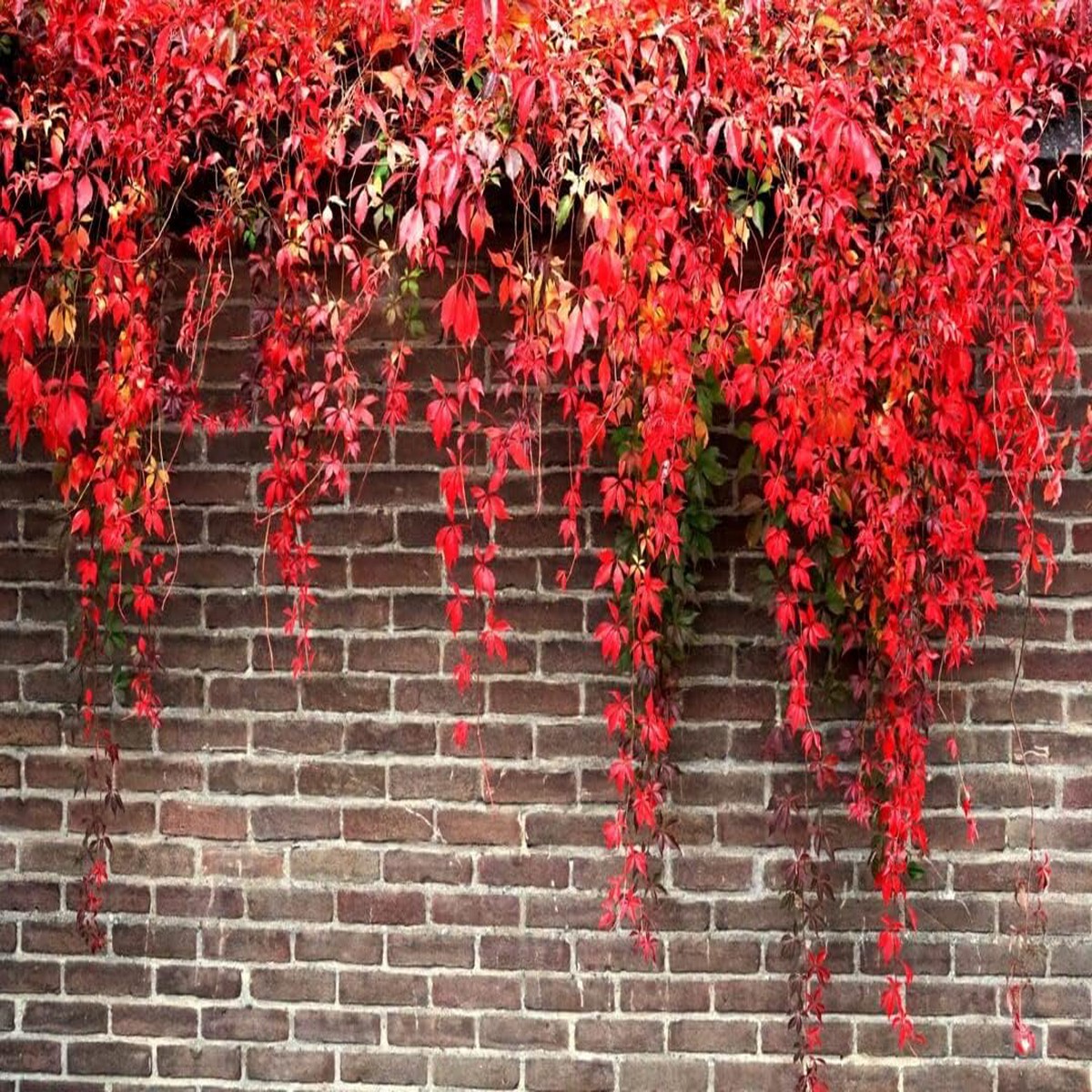 Red Boston Ivy Plant Seeds for Planting-Heirloom & Non-GMO Seeds for planting