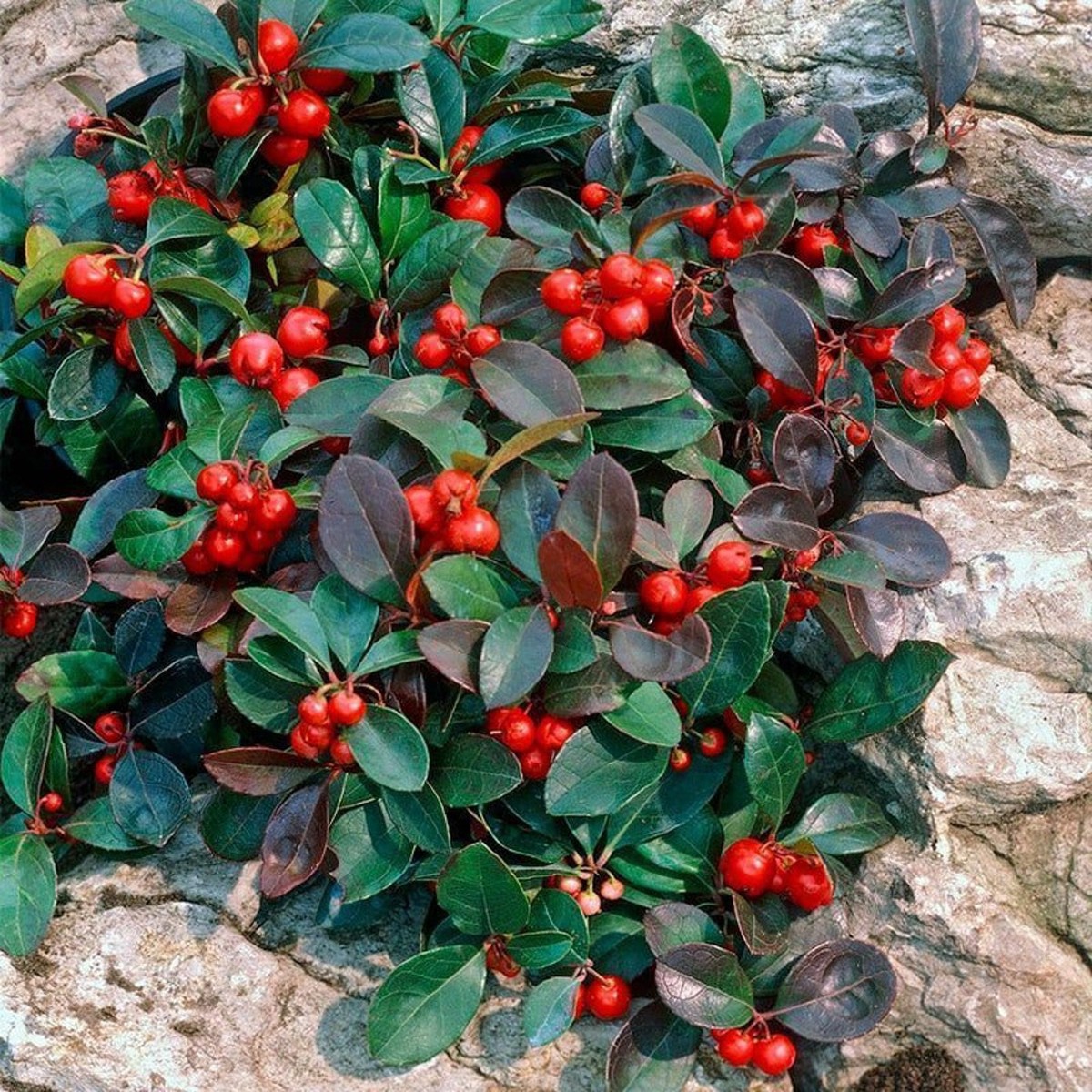 Red Gaultheria Flower seeds for Planting - Pollinator Friendly, Heirloom & GMO Free Seeds for Home Garden