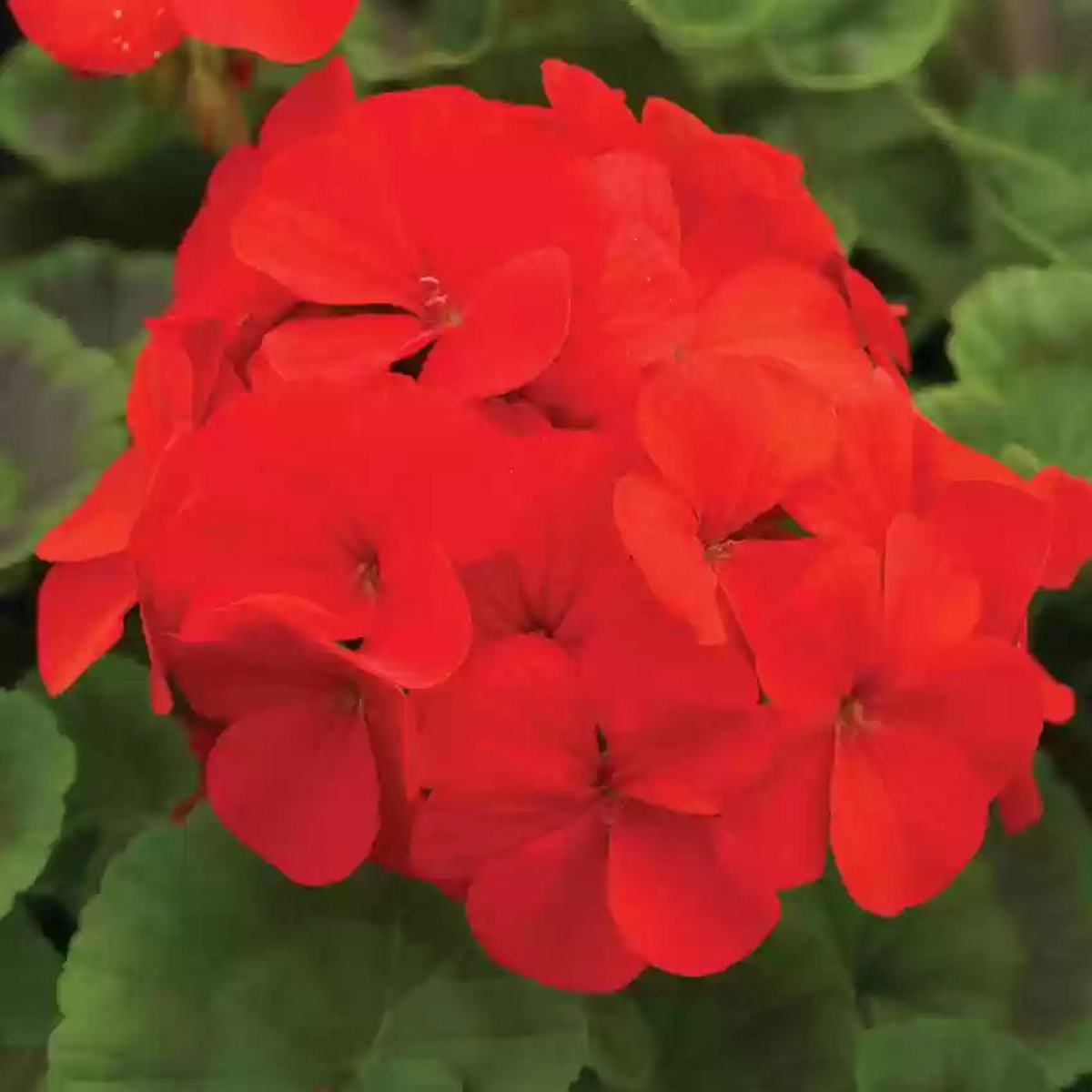 Red Geranium Flower Heirloom Non-GMO Seeds for Planting  High Germination Organic Garden Seeds for Pots, Borders & Flower Beds
