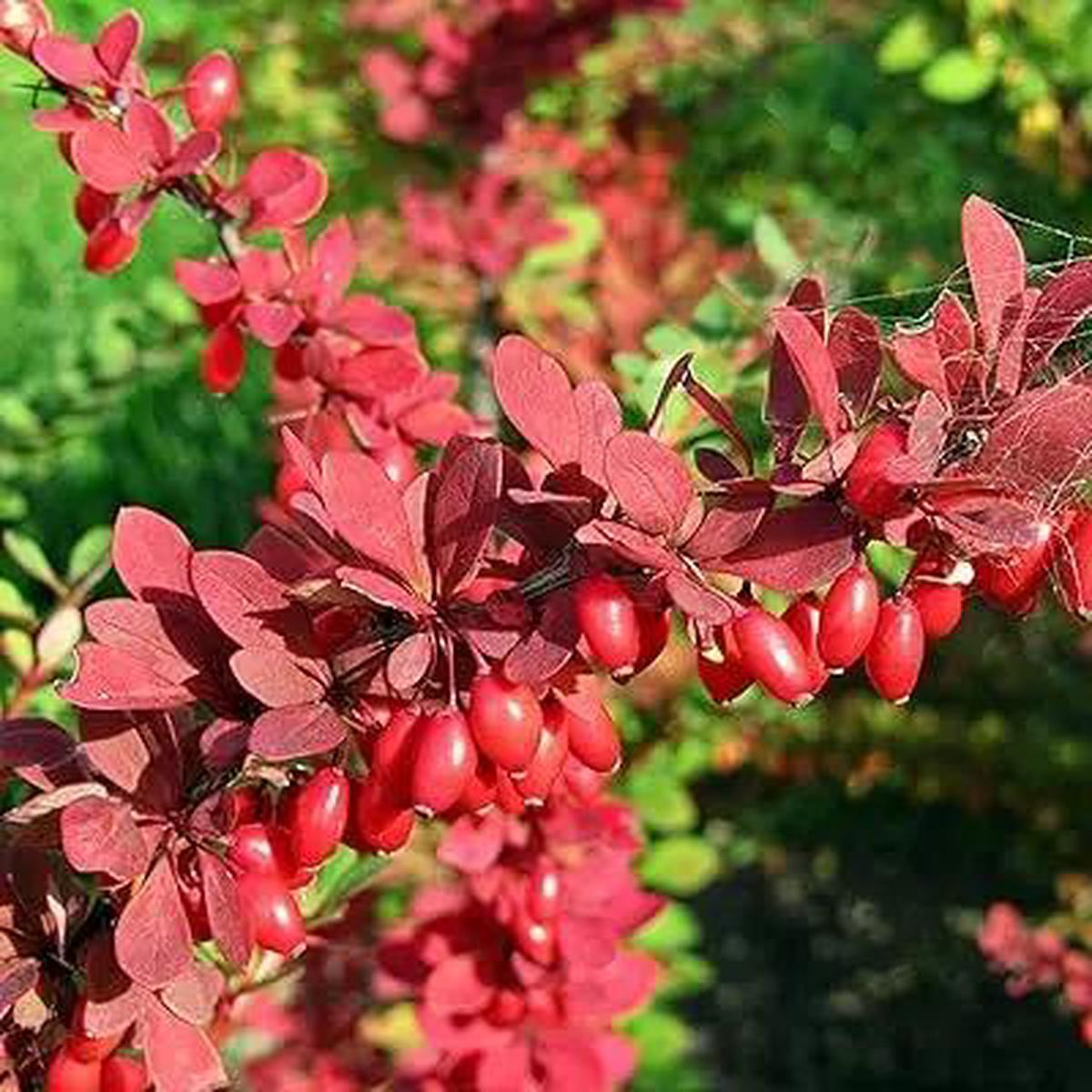 Red Pyracantha Fortuneana Plant Seeds for Planting - NON GMO Seeds