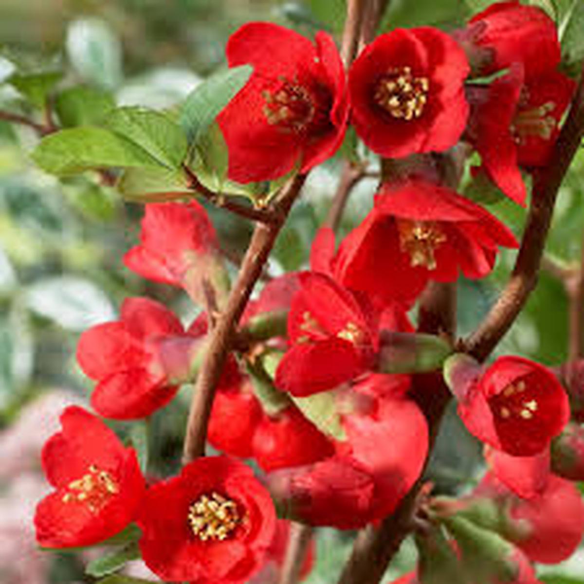 Red Quince Flower seeds for Planting - Shade Tolerant, Heirloom & GMO Free Seeds for Home Garden