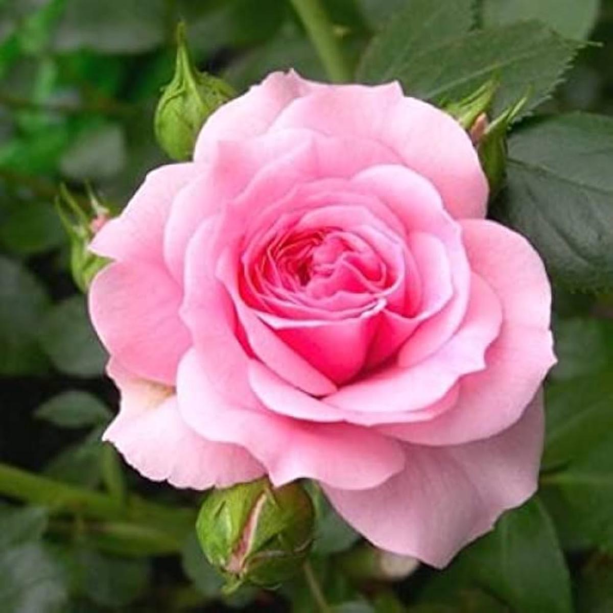 Rose Flower Pink Seeds for Planting  Heirloom Non-GMO High Germination Organic Garden Seeds