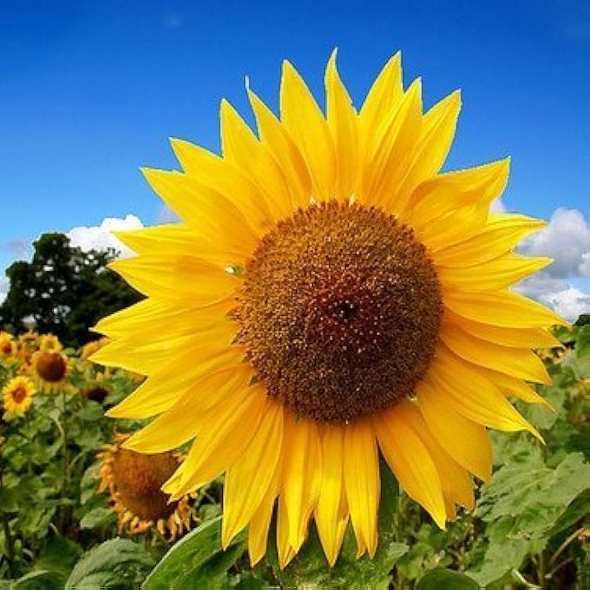 Sunflower Seeds for Planting Helianthus Annuus mixed giant flower bed fence line