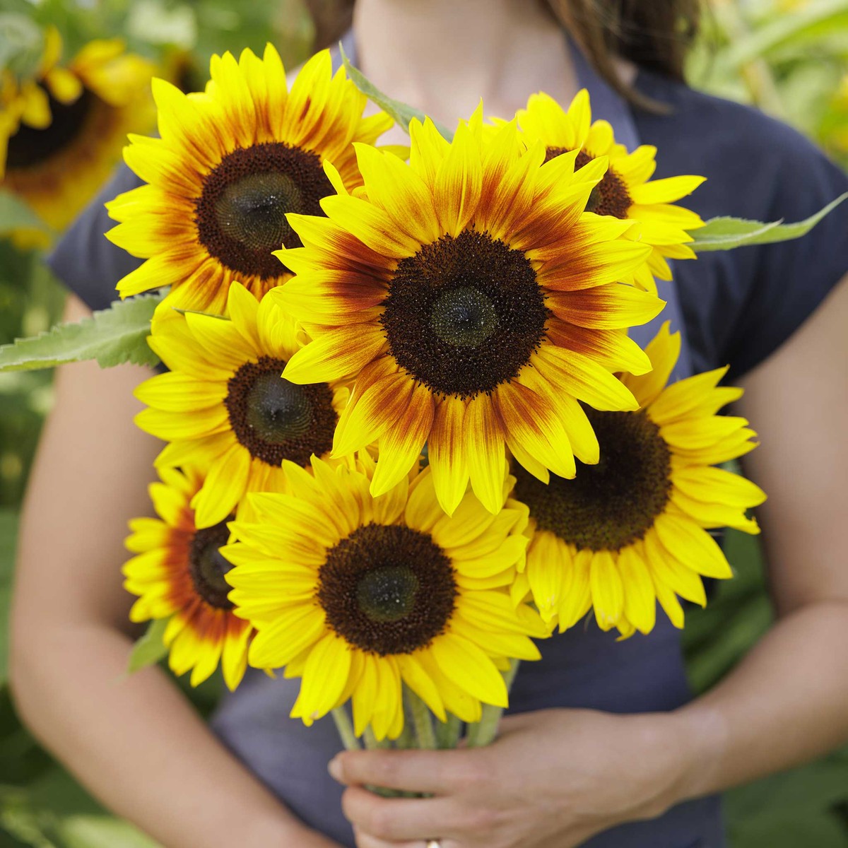 Sunflower Seeds - Solar Power