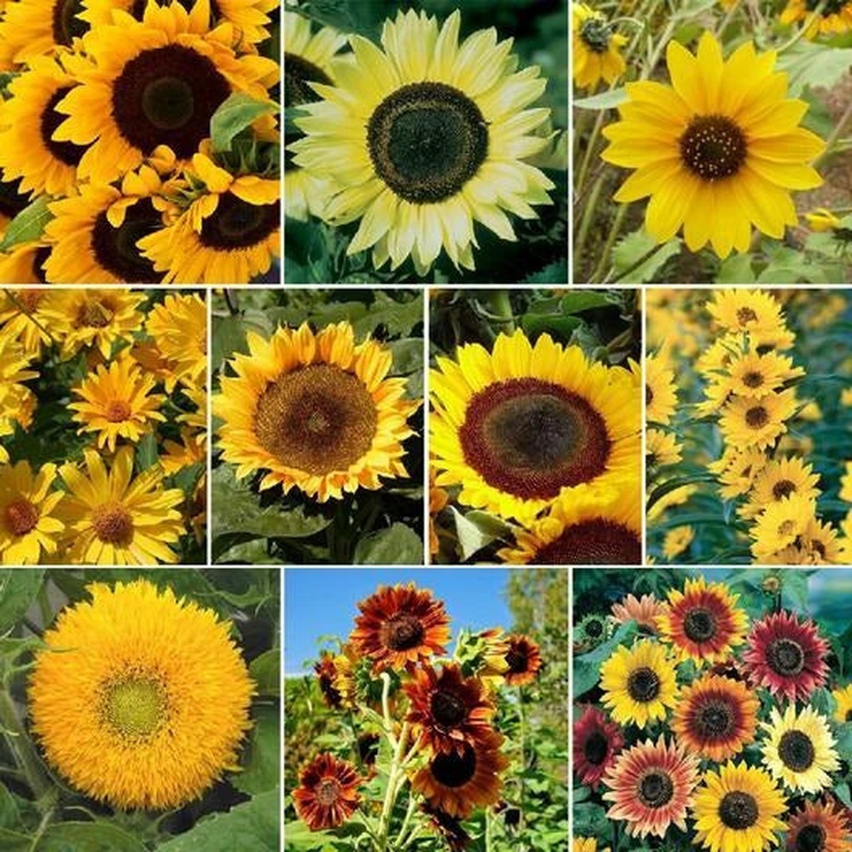 Sunflower SUNNY Mix Species Annual Perennial Hummingbirds Seeds Heirloom, Non-GMO, High Germination Organic Garden Seeds