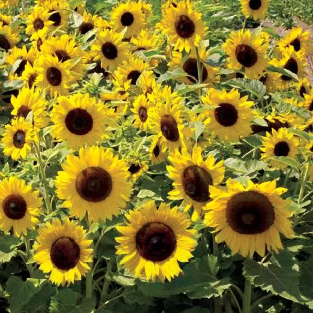 Sunspot Sunflower Seeds | Compact Dwarf Yellow Sunflowers  Heirloom, Non-GMO, High Germination Organic Garden Seeds