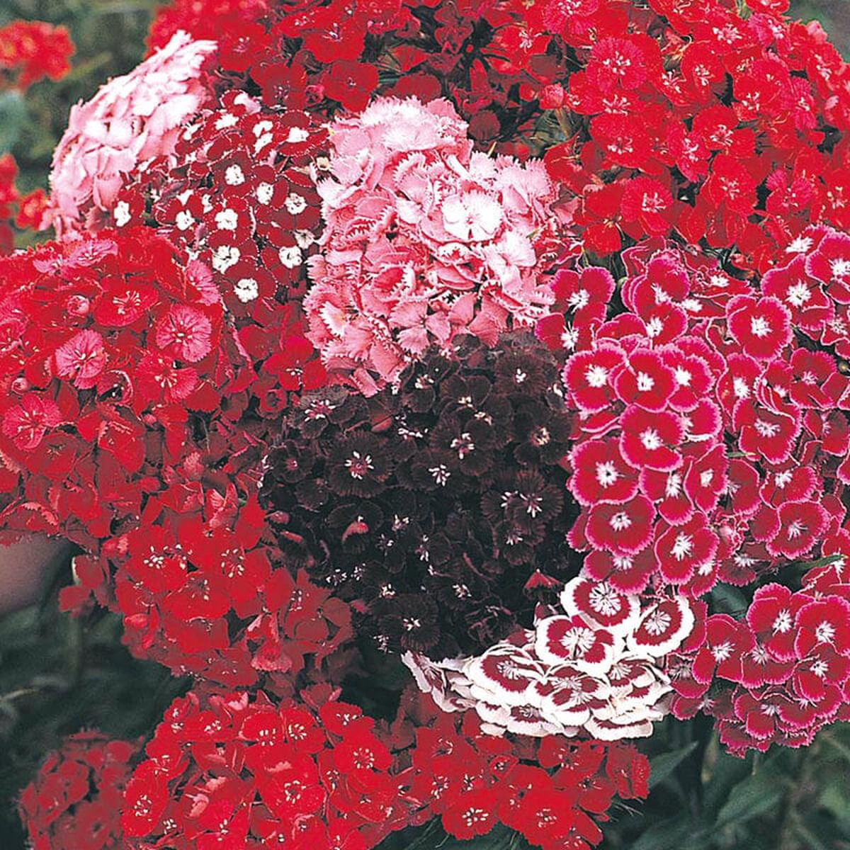 Sweet William DTB's Choice Mixed Flower Seeds