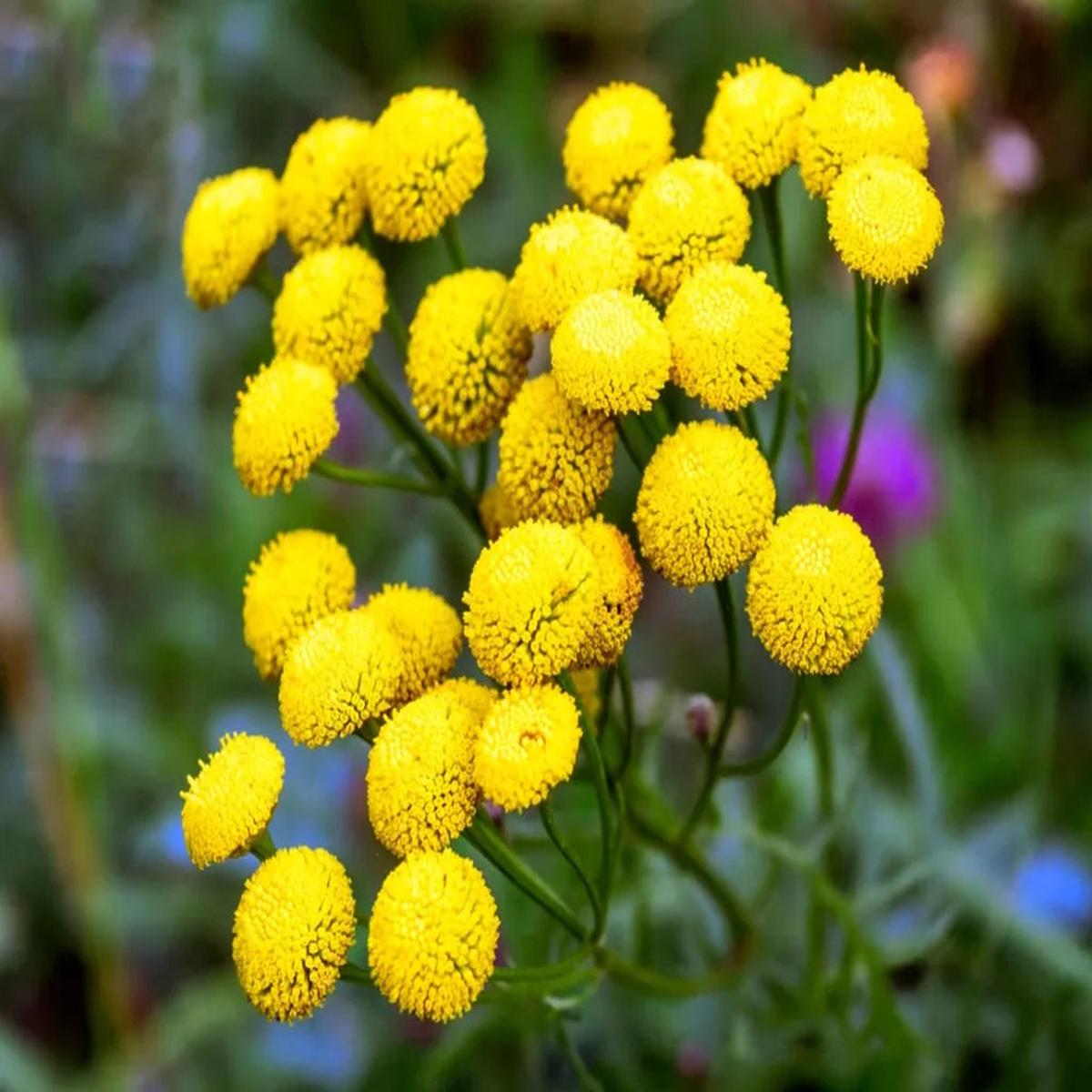 Tansy Flower seeds for Planting Compact Growth Heirloom & GMO Free Seeds for Home Garden