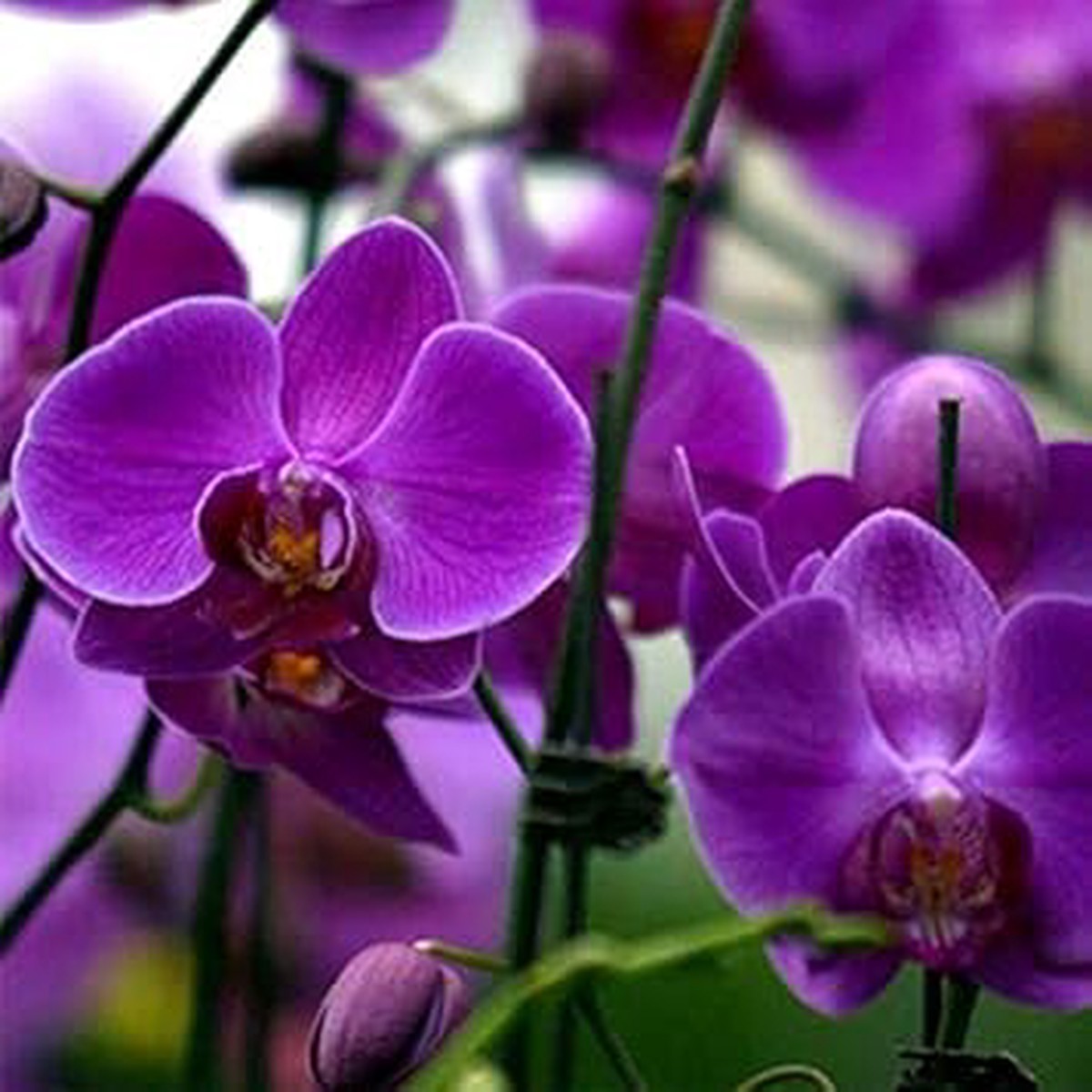Violet Phalaenopsis Flower Seeds for Planting Heirloom, Non-GMO, High Germination Organic Garden Seeds
