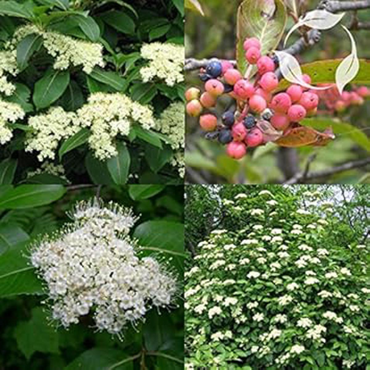 White Arrowwood Flower Seeds 100 pcs