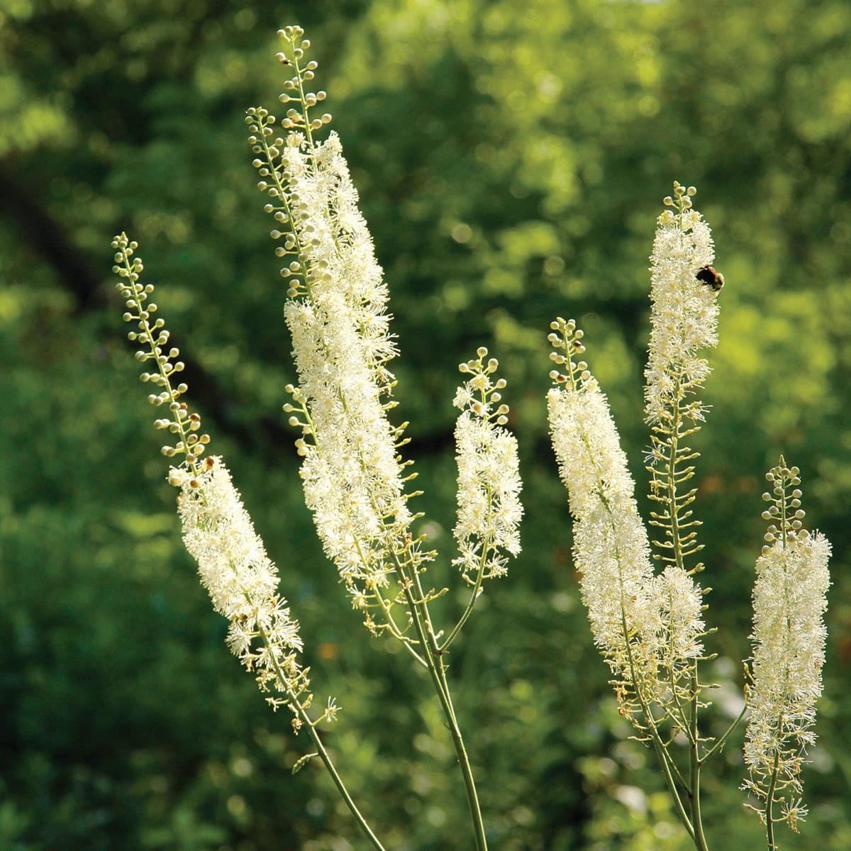 White Cohosh Plant Seeds Planting Guide