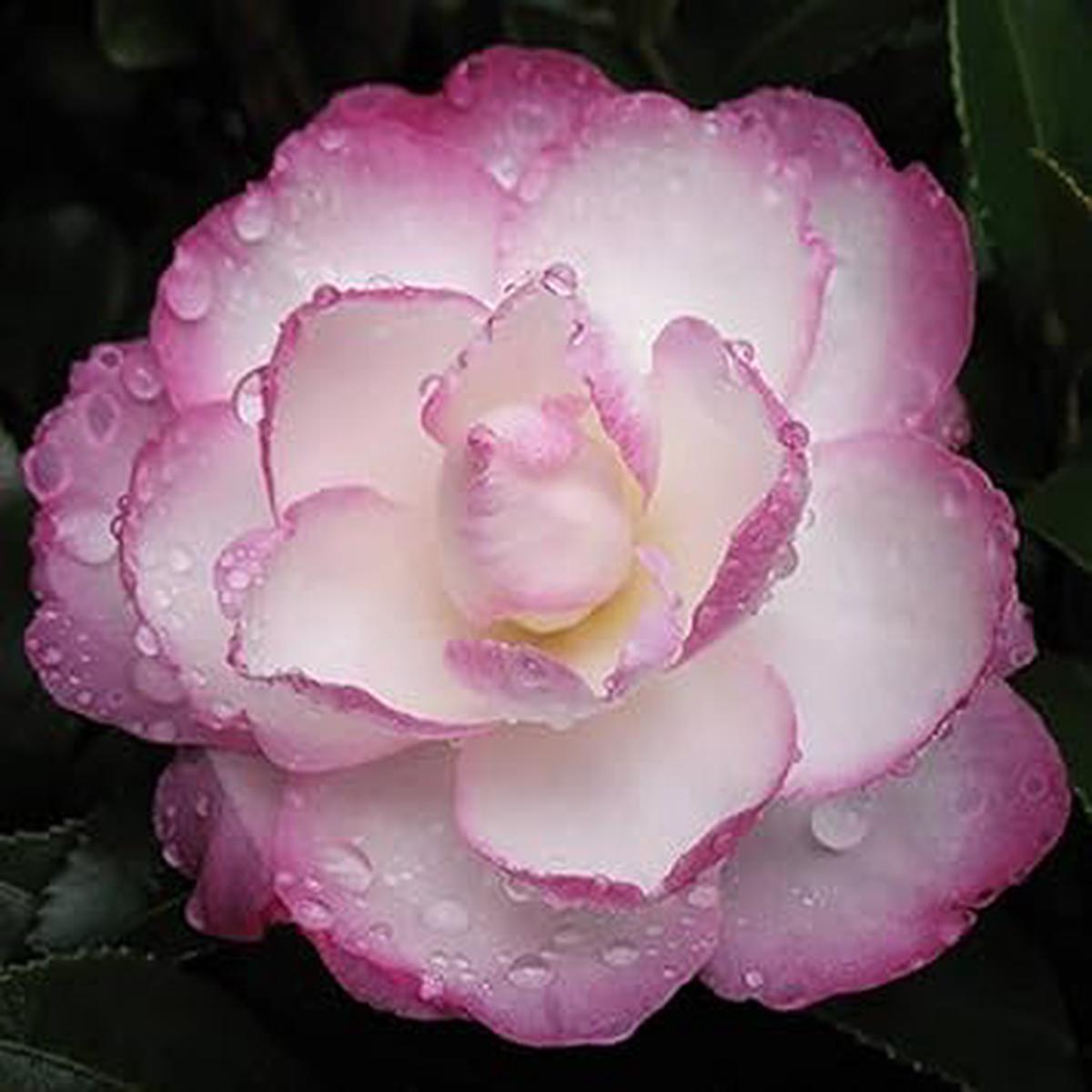 White Purple Camellia Flower Seeds for Planting Heirloom, Non-GMO, High Germination Organic Garden Seeds