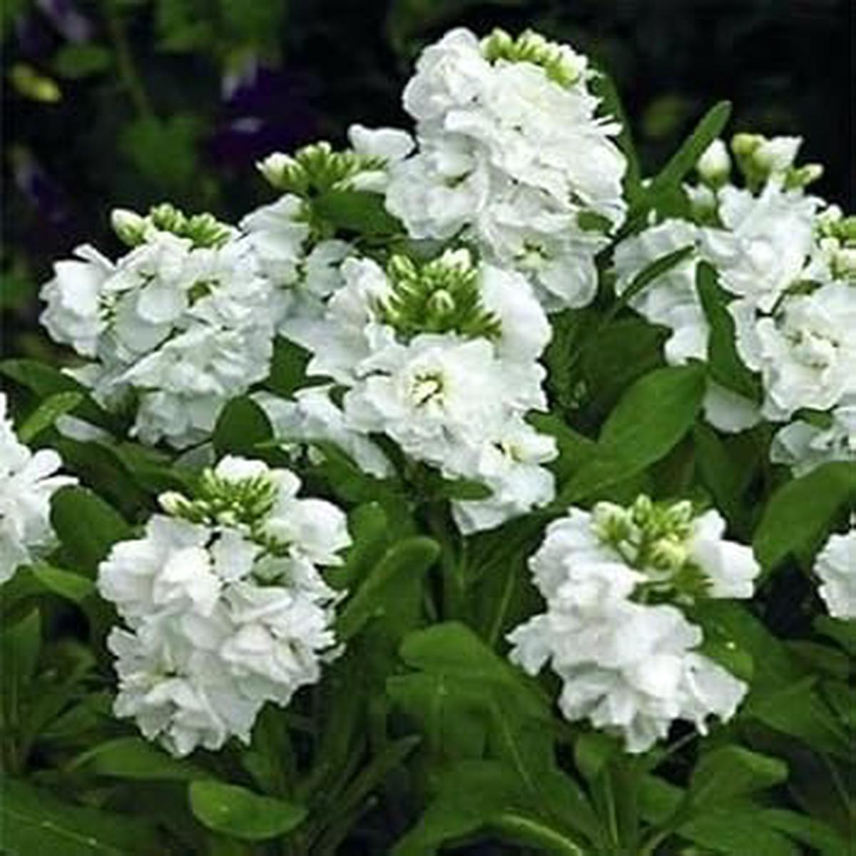 White Scented Stock Flower seeds for Planting - Shade Tolerant, Heirloom & GMO Free Seeds for Home Garden