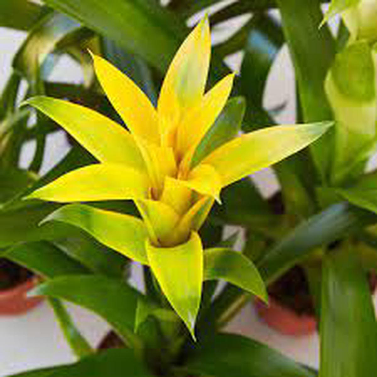 Yellow Bromeliad Tillandsia Bulbosa Flower Seeds for Planting  Heirloom, Non-GMO, Organic Garden Seeds