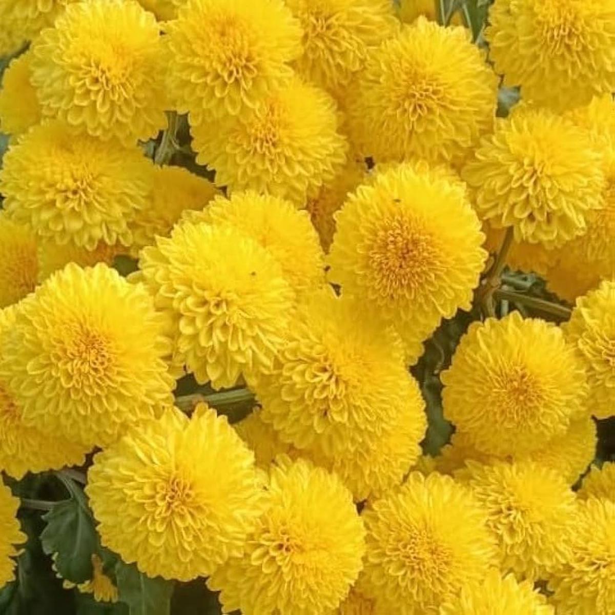 Yellow Chrysanthemum Flower Seeds for Planting  Heirloom, Non-GMO, Hardy Variety Organic Garden Seeds