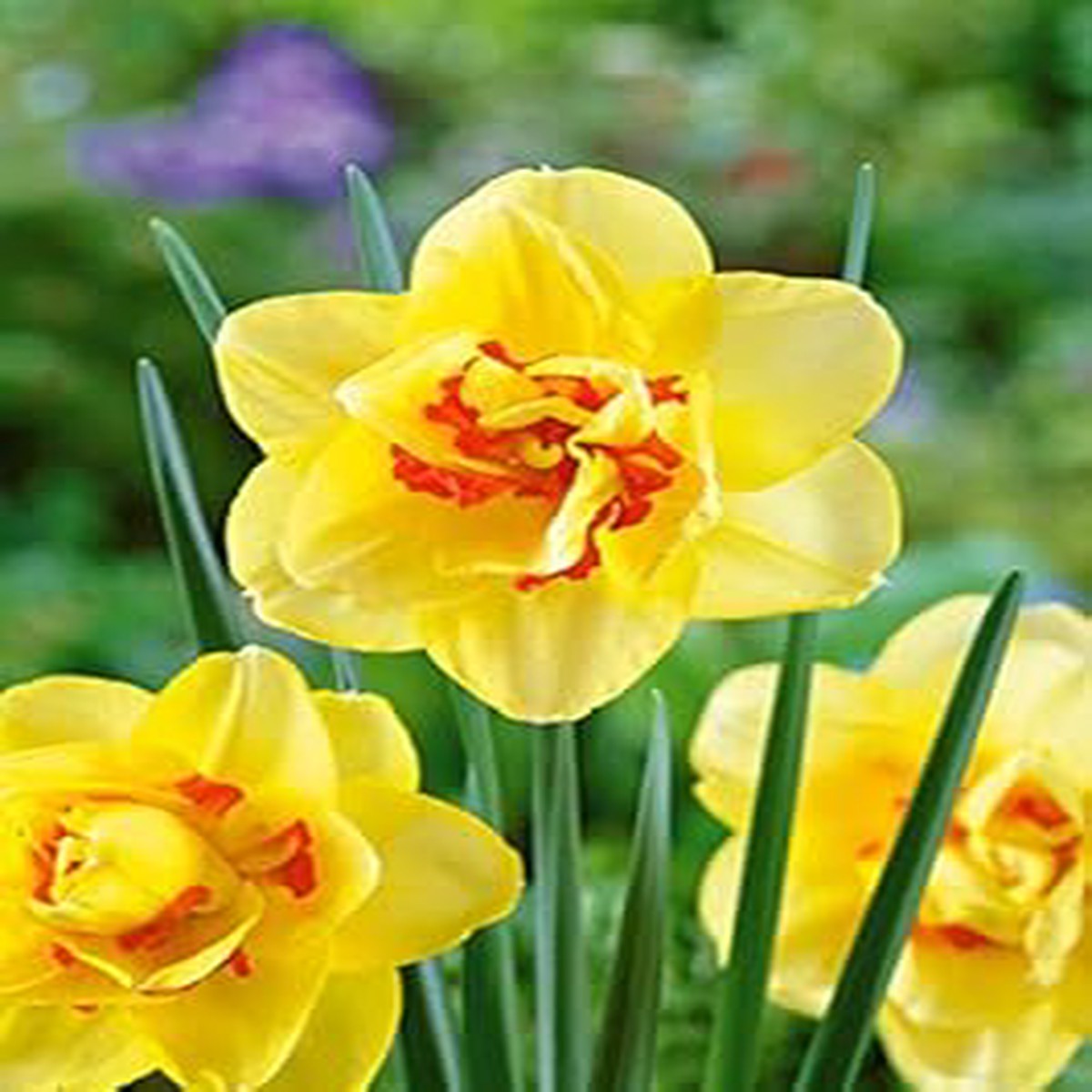 Yellow Red Double Narcissus Flower Seeds Heirloom Non-GMO Seeds for Planting, High Germination