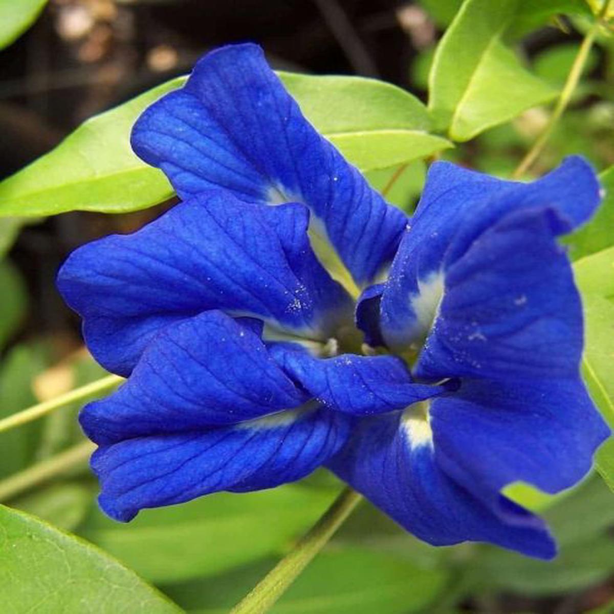 Aparajita Double Blue Clitoria Ternatea  Heirloom, Non-GMO, High Germination Organic Garden Seeds