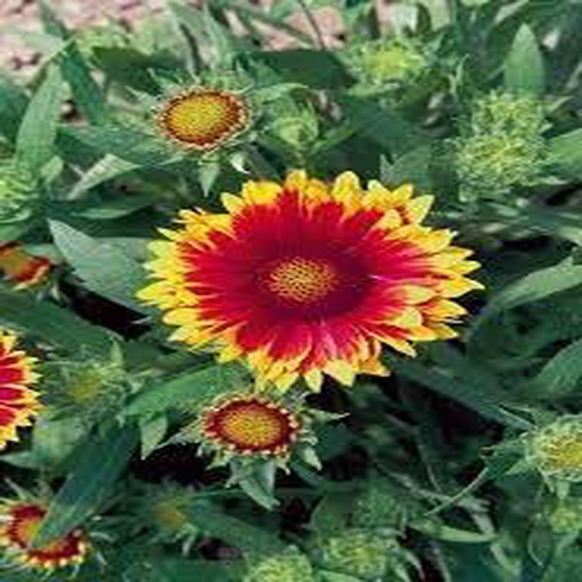 Arizona Flower Seeds for Planting - 100 pcs