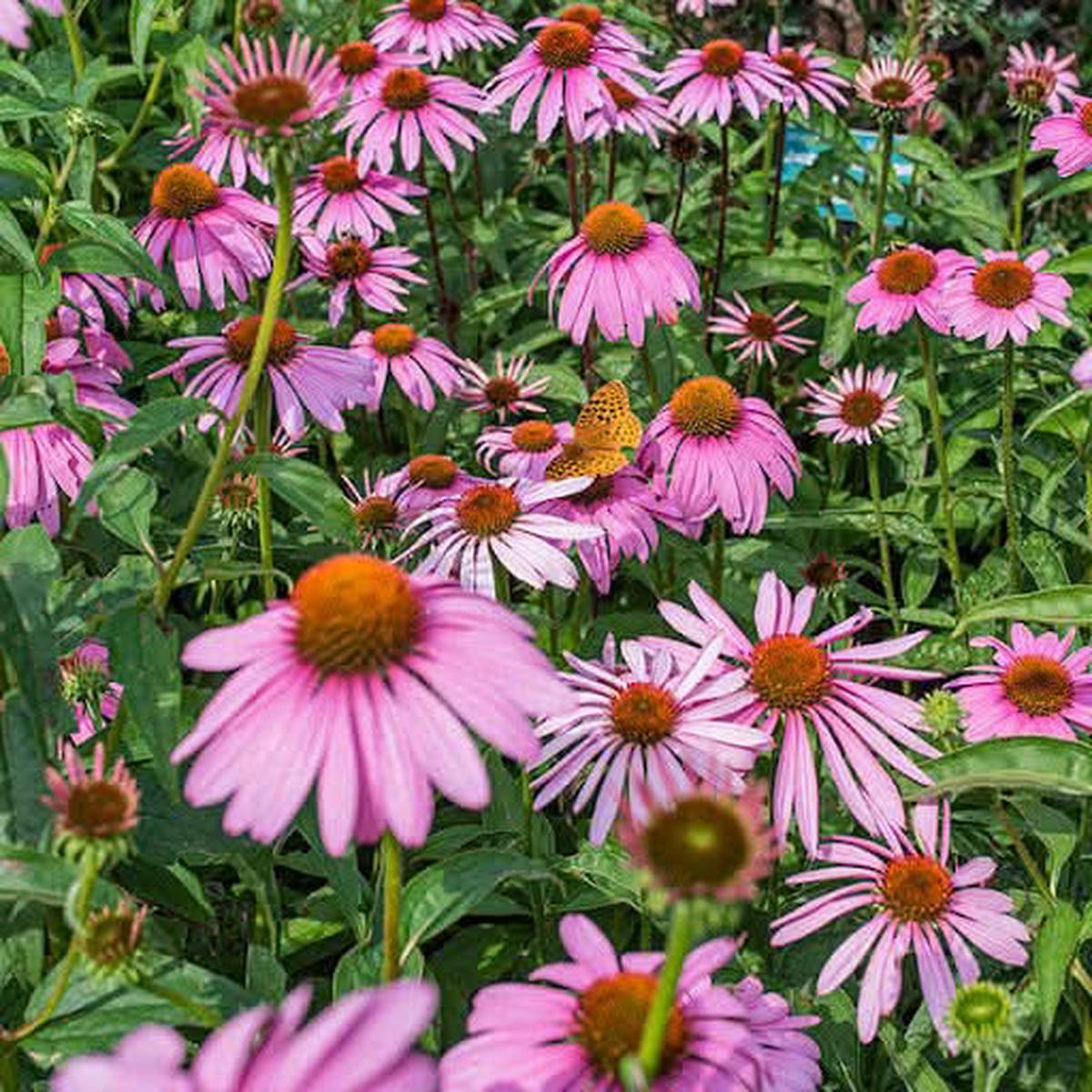 Baby Pink Echinacea Wildflower Seeds for Planting - To attract Pollinators and Butterflies