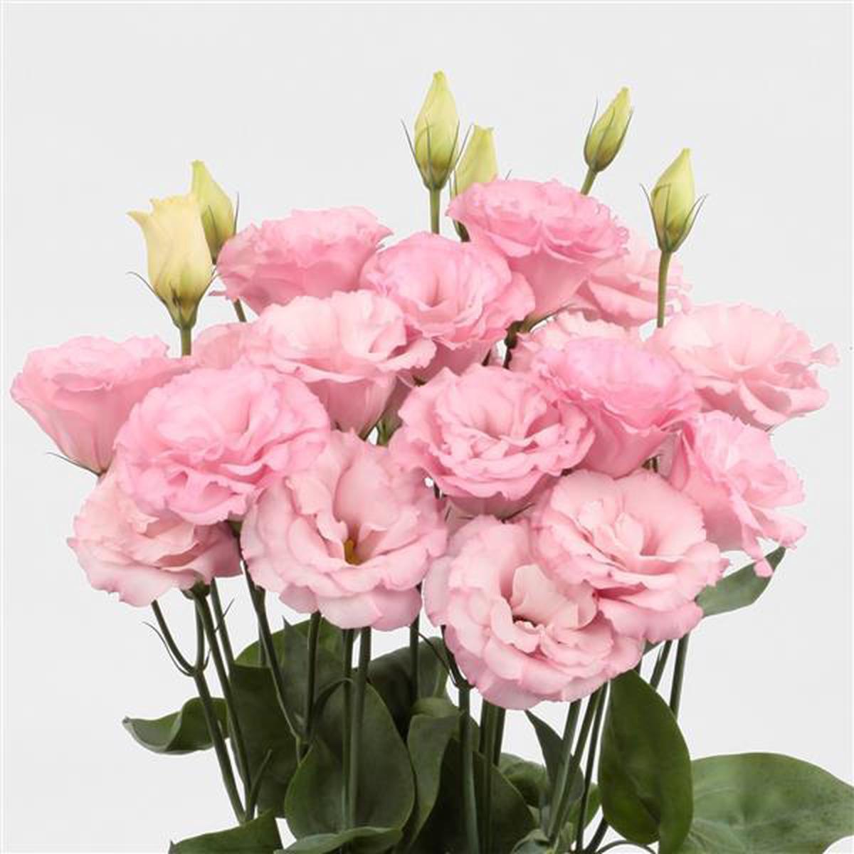 Baby Pink Eustoma (Lisianthus) Flower Seeds  Heirloom, Non-GMO, High Germination Organic Garden Seeds for Planting