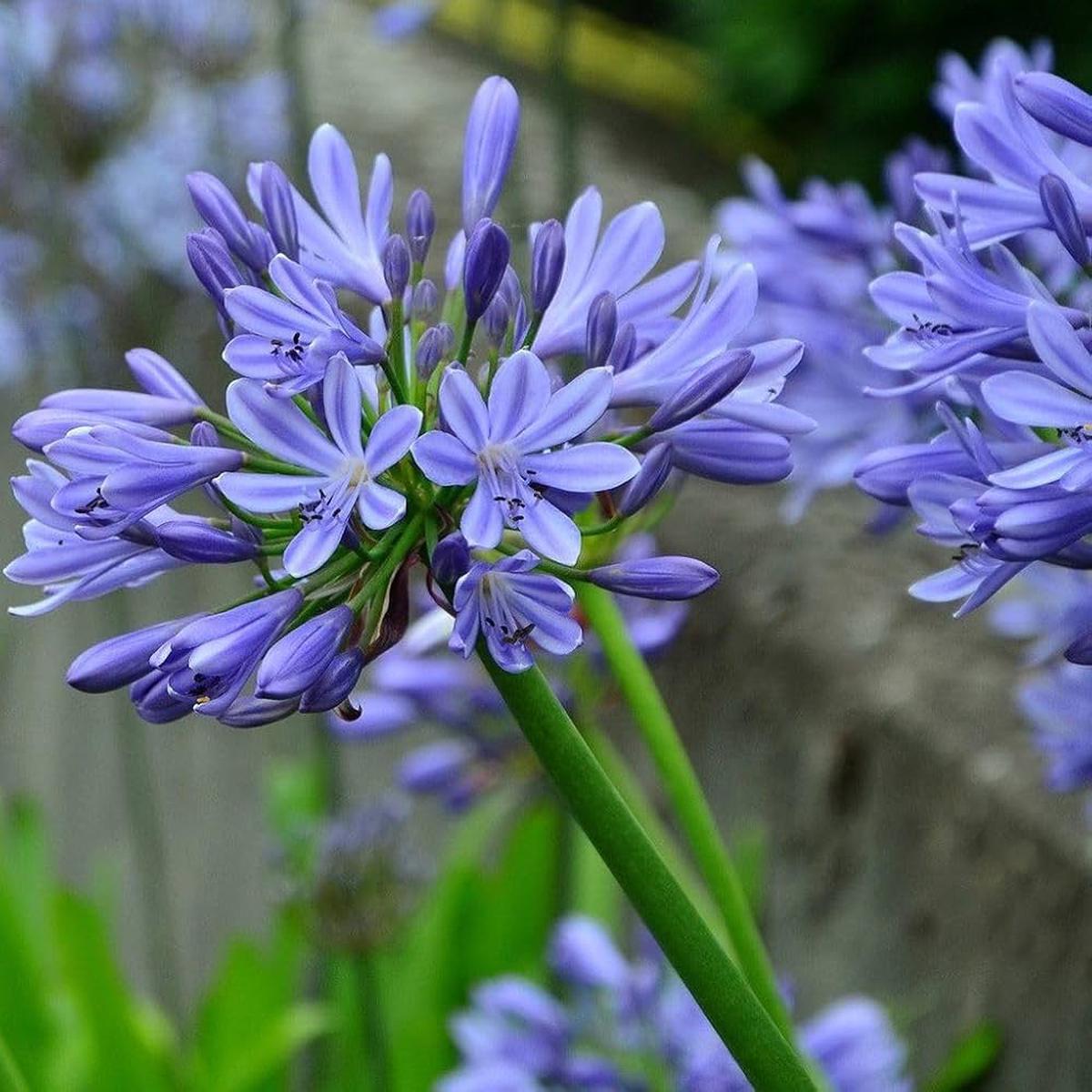 Blue Agapanthus Flower Seeds for Planting  Heirloom Non-GMO, High Germination Organic Garden Seeds