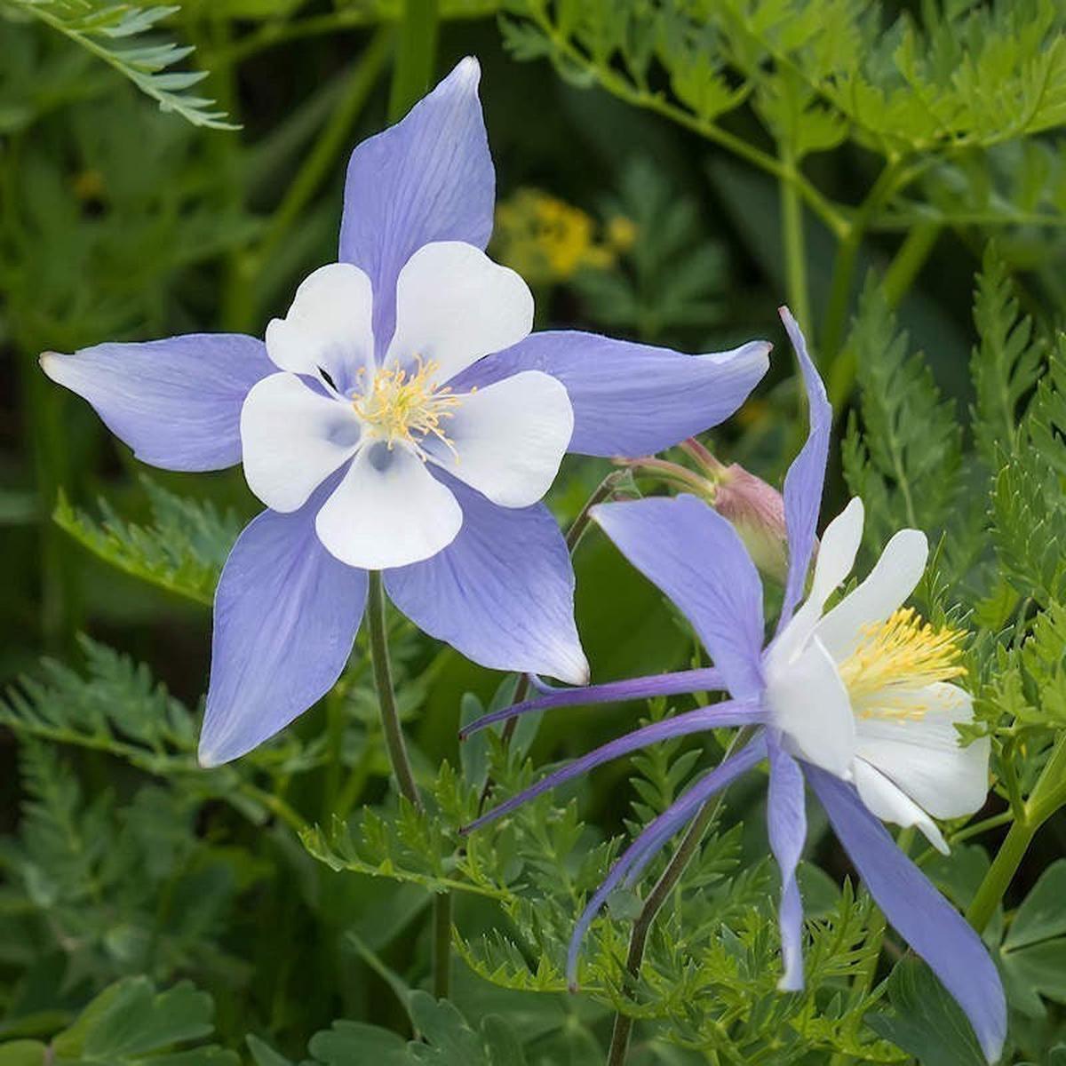 Blue Columbine Flower seeds for Planting Pollinator Friendly Heirloom & GMO Free Seeds for Home Garden