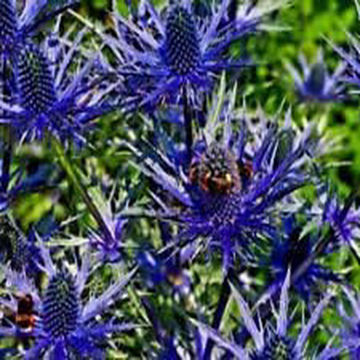 Blue Sea Holly Flower Seeds for Planting Heirloom, Non-GMO, Seasonal Bloomer Organic Garden Seeds